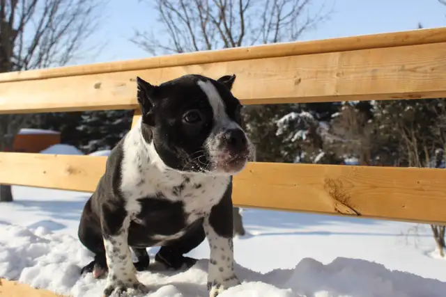 Exotic American Bulldog Puppies. Ready 2 Go. - Photo 6