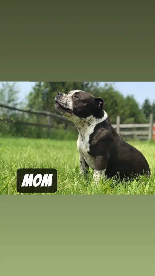 Exotic American Bulldog Puppies. Ready 2 Go. - Photo 7