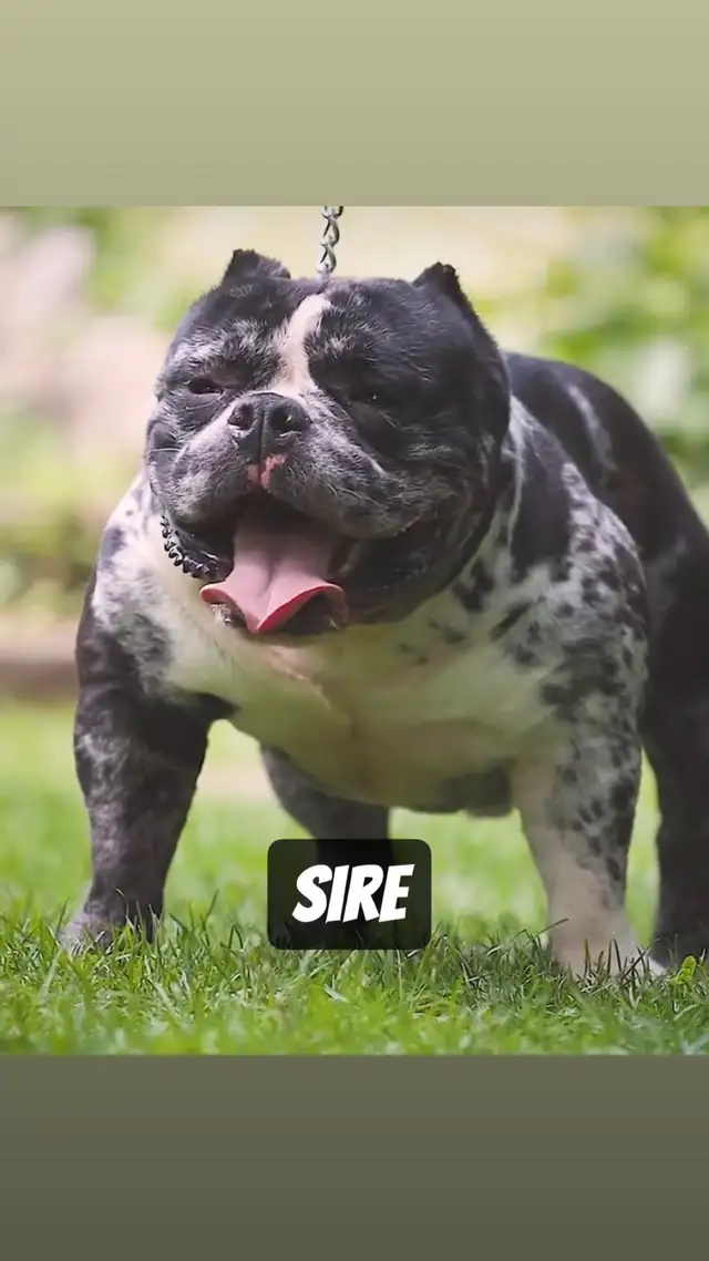 Exotic American Bulldog Puppies. Ready 2 Go. - Photo 8