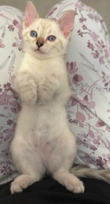 3 Purebred Bengal kittens for sale