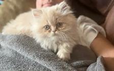 Persian kitten