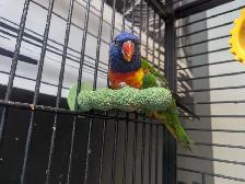rainbow lorikeet