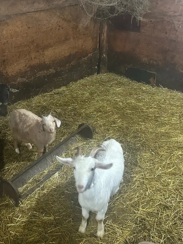 goats for sale