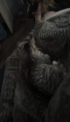 Cat (Rescue) - Photo 2