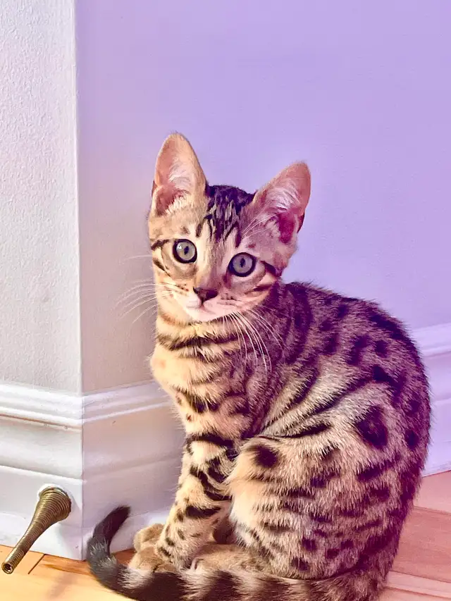 ❤️ Hypoallergenic pure race Bengal male kitten