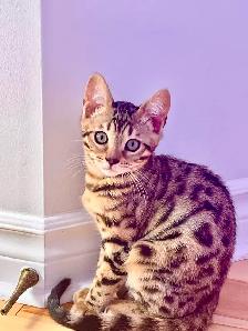 ❤️ Hypoallergenic pure race Bengal male kitten