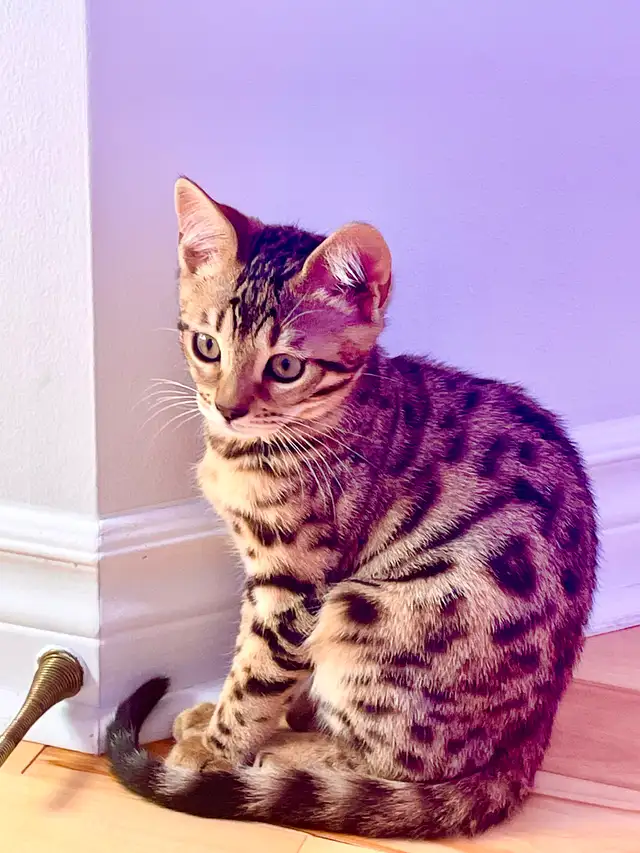 ❤️ Hypoallergenic pure race Bengal male kitten - Photo 2