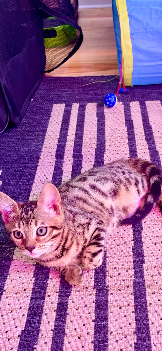 ❤️ Hypoallergenic pure race Bengal male kitten - Photo 3