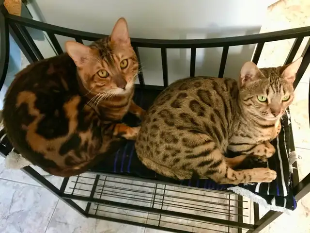 ❤️ Hypoallergenic pure race Bengal male kitten - Photo 4