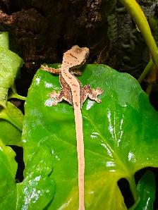 Gecko à crête Lilly White tricolore