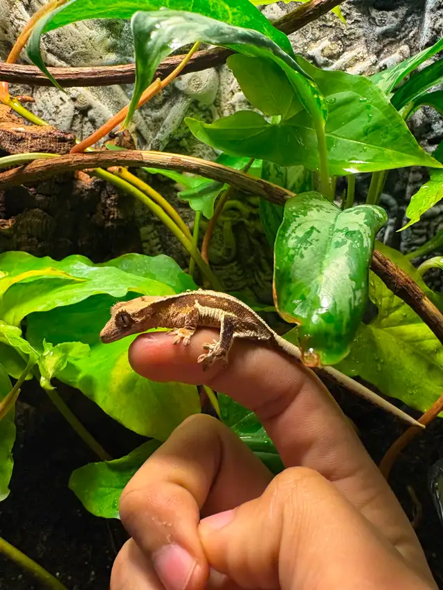 Gecko à crête Lilly White tricolore - Photo 2