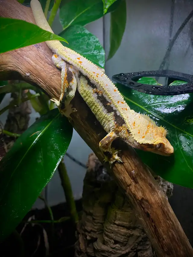 Gecko à crête Lilly White tricolore - Photo 3