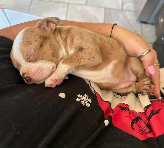 femelle frenchton - Photo 2