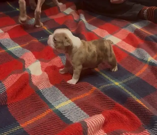 femelle frenchton - Photo 3