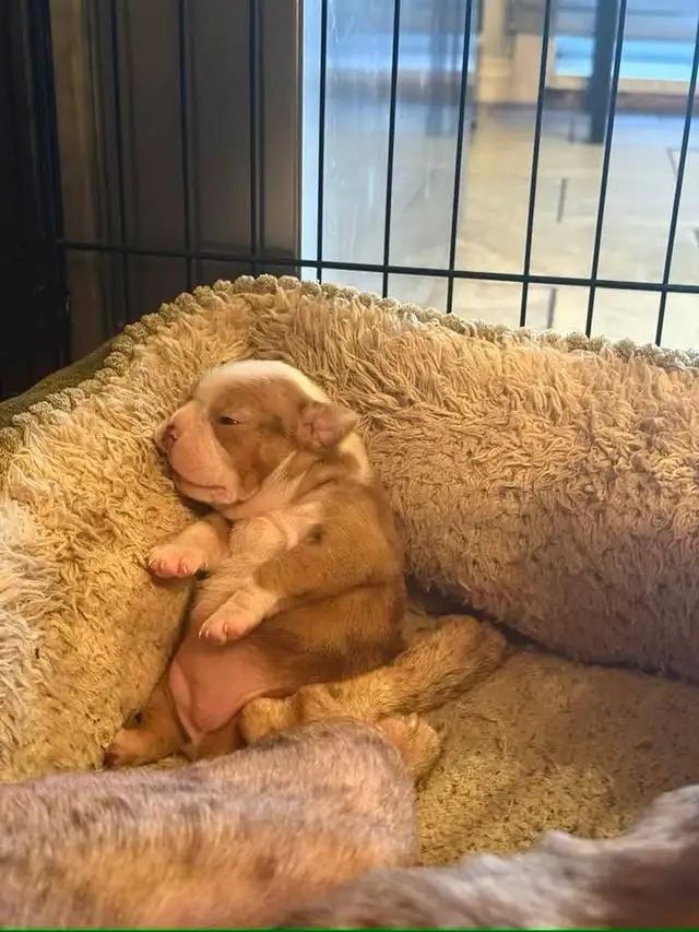 femelle frenchton - Photo 4