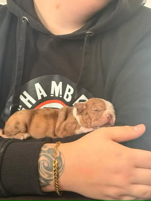 femelle frenchton - Photo 5