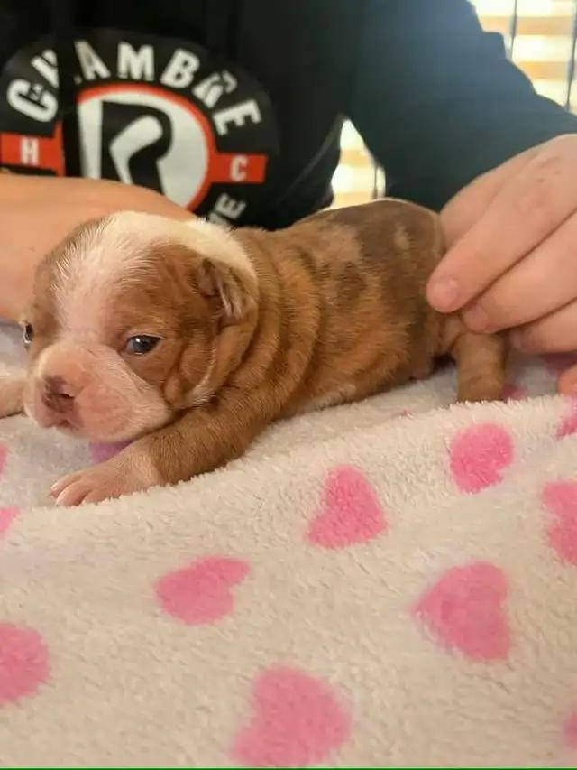 femelle frenchton - Photo 6