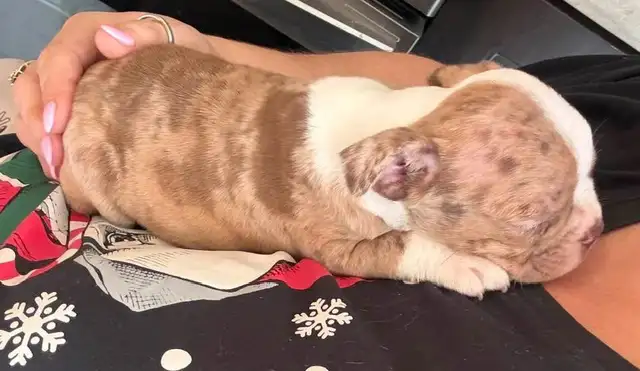 femelle frenchton - Photo 7