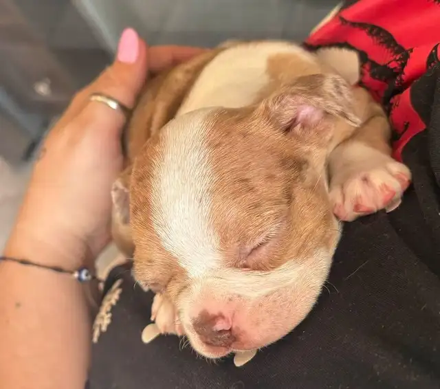 femelle frenchton - Photo 8