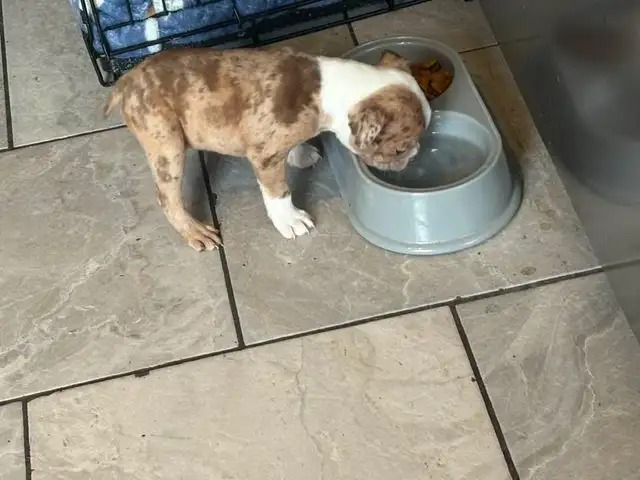 femelle frenchton - Photo 9