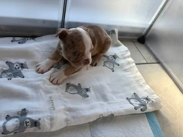 femelle frenchton - Photo 10