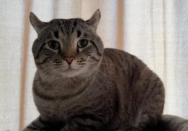 Highland Lynx male cat