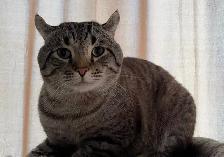 Highland Lynx male cat