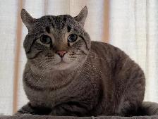 Highland Lynx male cat - Photo 2