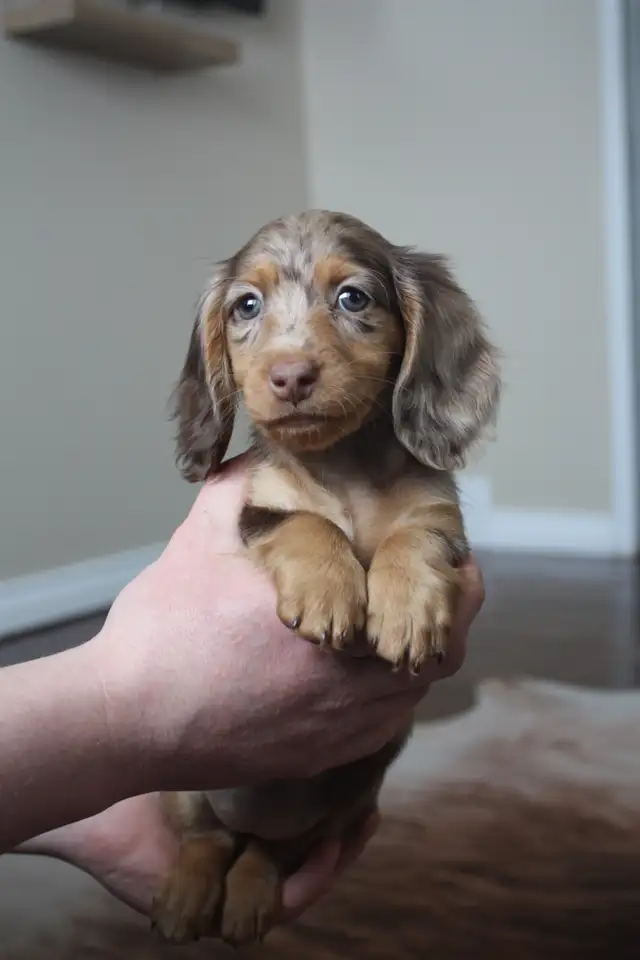 CKC registered Miniature Longhaired Dachshund