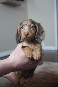 CKC registered Miniature Longhaired Dachshund