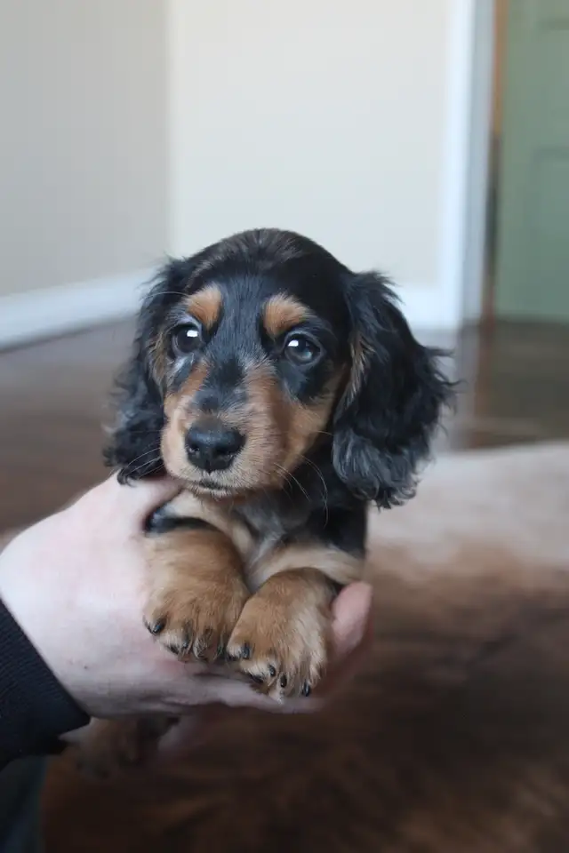 CKC registered Miniature Longhaired Dachshund - Photo 2