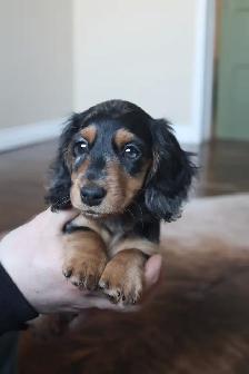 CKC registered Miniature Longhaired Dachshund - Photo 2