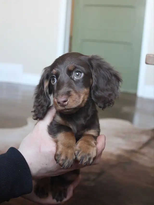 CKC registered Miniature Longhaired Dachshund - Photo 3