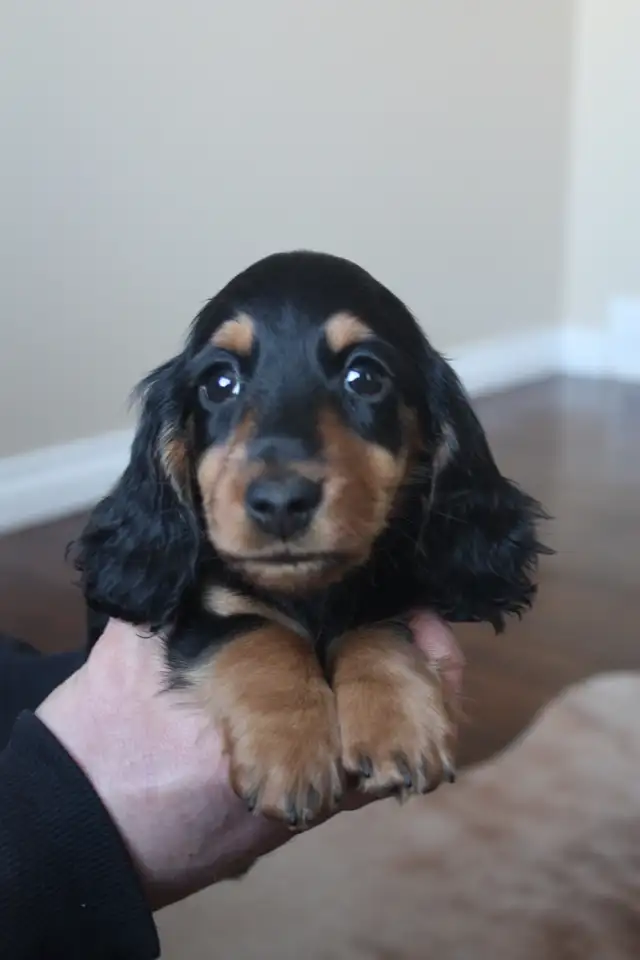 CKC registered Miniature Longhaired Dachshund - Photo 4