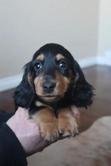 CKC registered Miniature Longhaired Dachshund - Photo 4