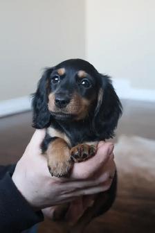 CKC registered Miniature Longhaired Dachshund - Photo 5