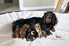 CKC registered Miniature Longhaired Dachshund - Photo 7