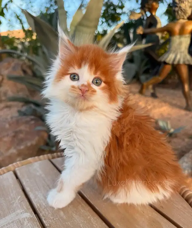 Purebred Maine Coon Kittens