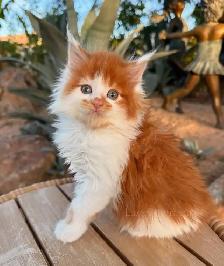 Purebred Maine Coon Kittens
