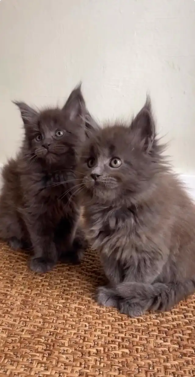 Purebred Maine Coon Kittens - Photo 2