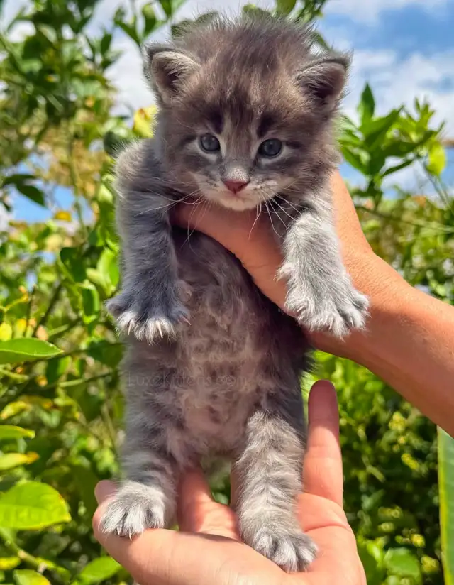 Purebred Maine Coon Kittens - Photo 3