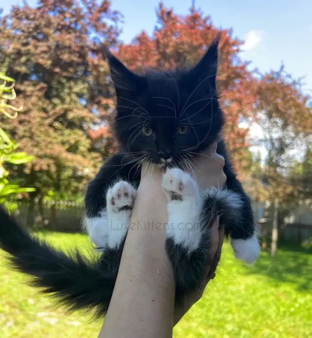 Purebred Maine Coon Kittens - Photo 4