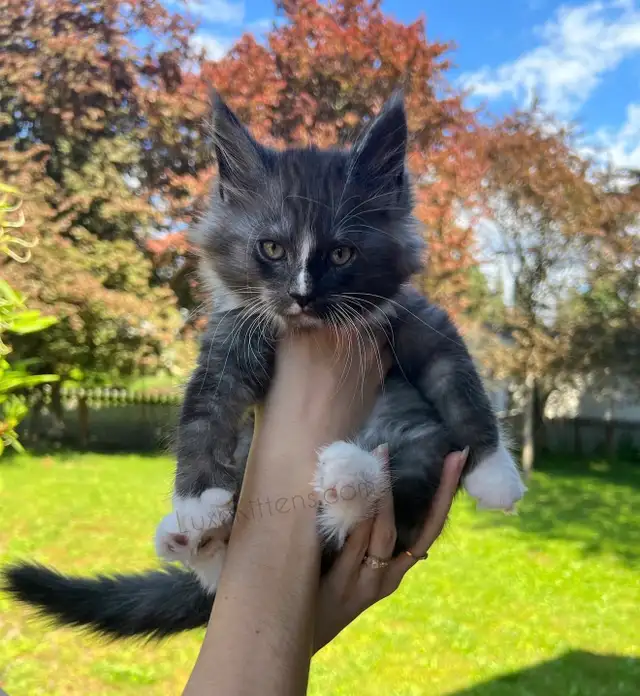 Purebred Maine Coon Kittens - Photo 5