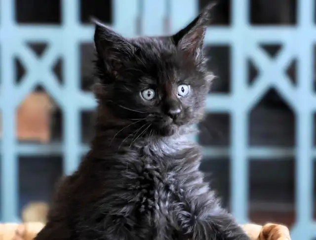 Purebred Maine Coon Kittens - Photo 6