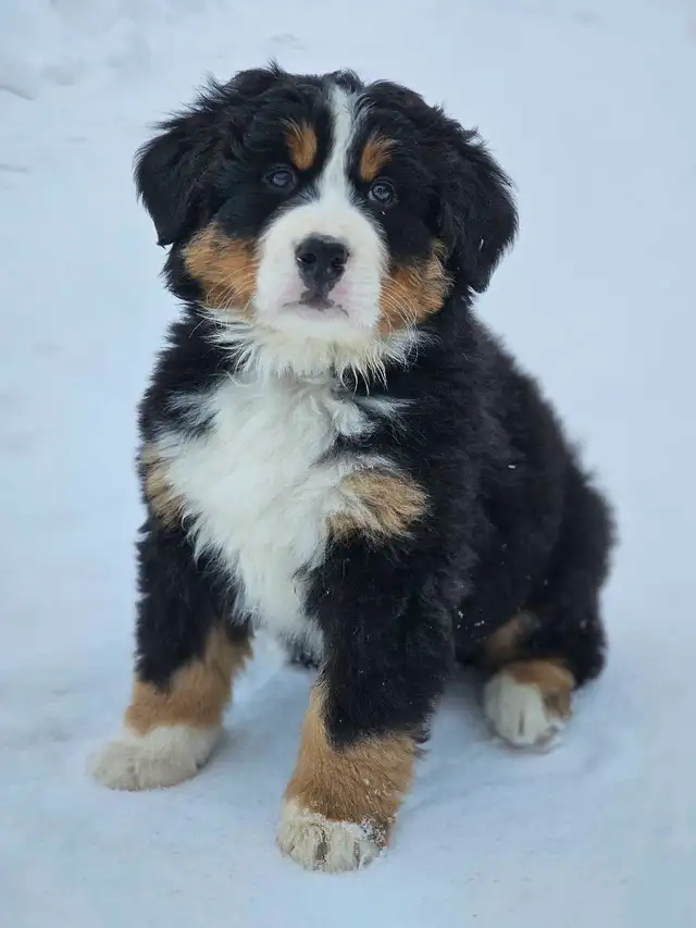Bernese mountain puppies!
