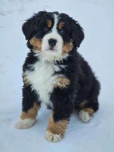 Bernese mountain puppies!