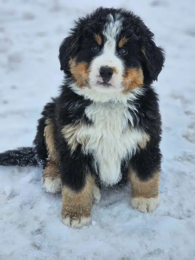 Bernese mountain puppies! - Photo 2