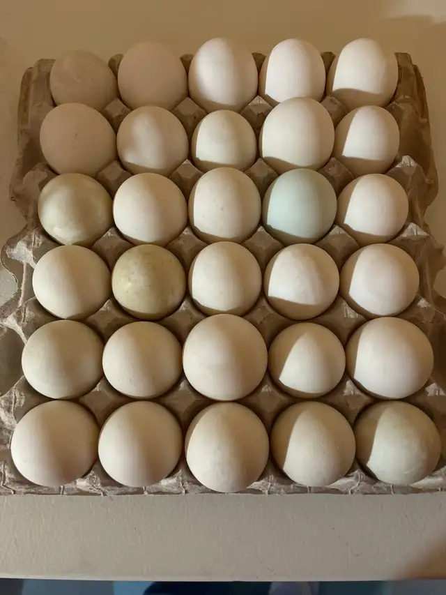 duck eggs