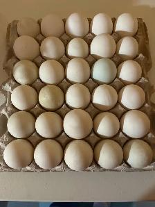 duck eggs