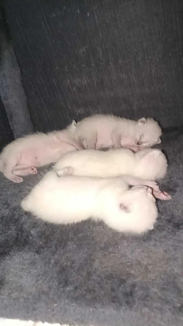 LAST MALE SIAMESE KITTEN